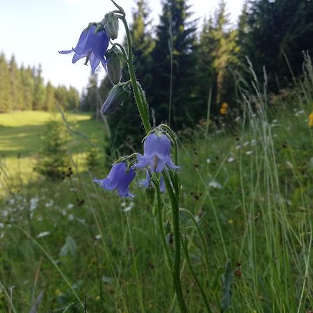 Soba Pri Bregarju Lägenhet Bohinj Exteriör bild