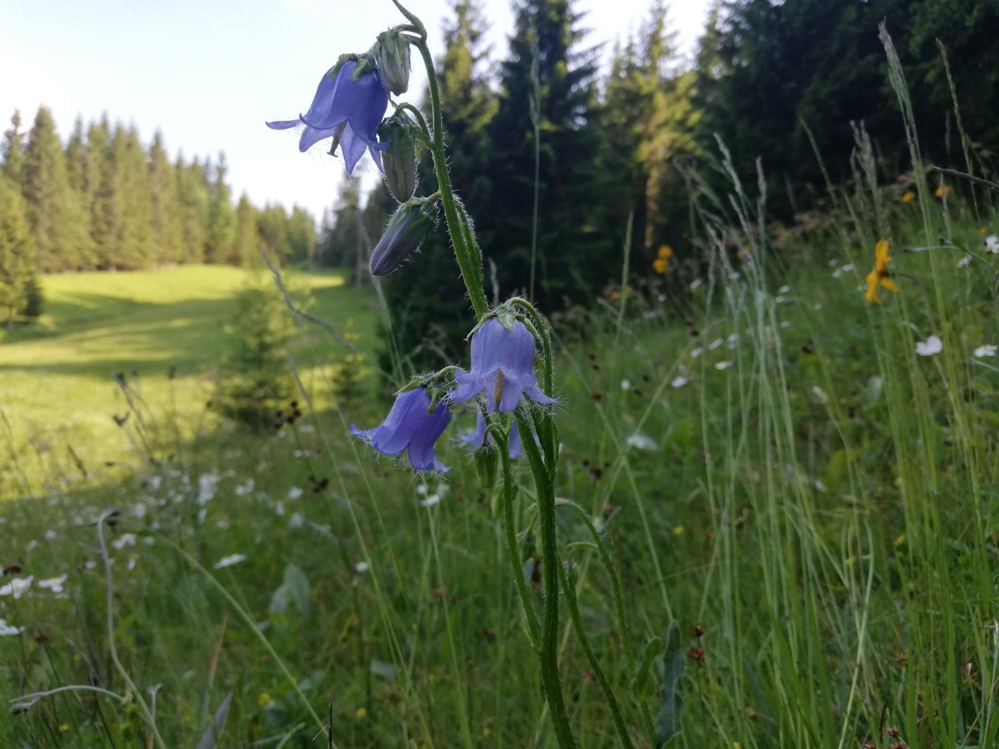 Soba Pri Bregarju Lägenhet Bohinj Exteriör bild